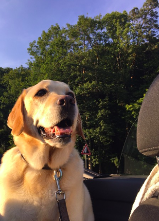 Dog Days Of Summer: How To Best Protect Your Pooch In Your Car 